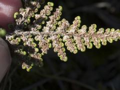 Myriopteris covillei