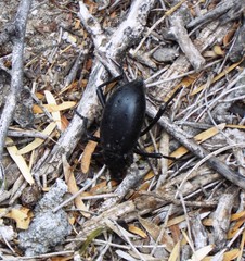 Eleodes spinipes ventricosus