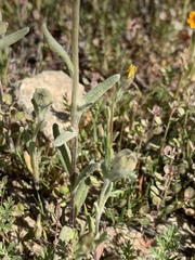 Monolopia lanceolata