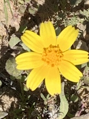 Monolopia lanceolata