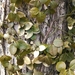 Climbing Euonymus - Photo (c) Derek Ziomber, some rights reserved (CC BY-NC-SA), uploaded by Derek Ziomber