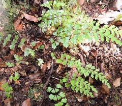 Lindsaea trichomanoides