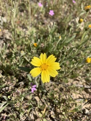 Monolopia lanceolata