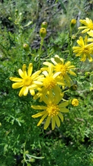 Senecio lyonii