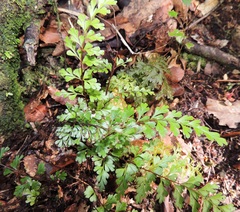 Lindsaea trichomanoides