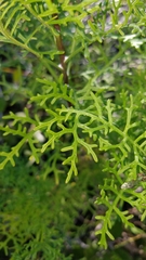 Senecio lyonii