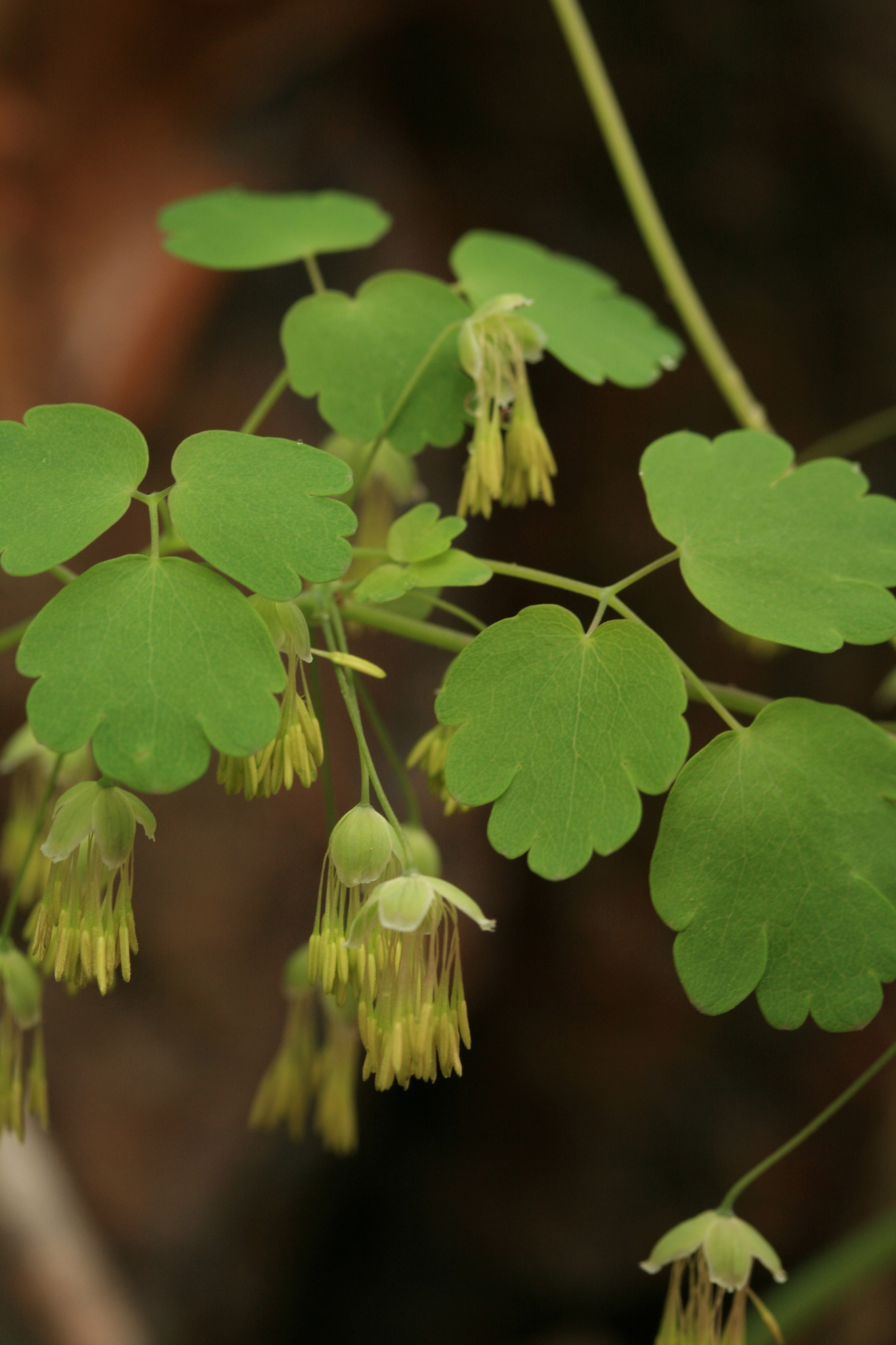 Thalictrum dioicum