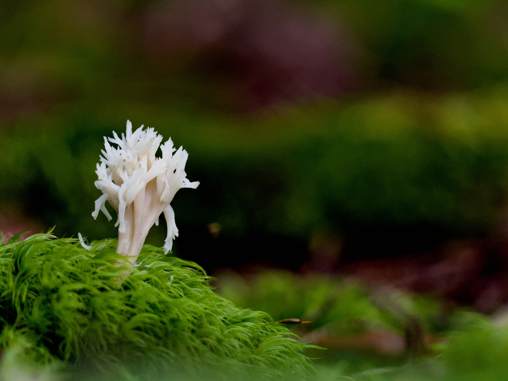 White Coral Fungus From Titusville NB E5N 3T5 Canada On August 31   Large 