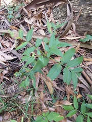Sambucus gaudichaudiana