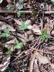 Hydrocotyle geraniifolia