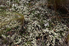 Pyxidanthera brevifolia