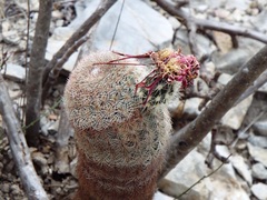 Echinocereus pectinatus