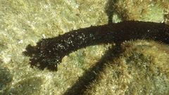 Holothuria leucospilota