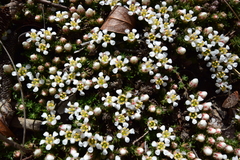 Pyxidanthera brevifolia
