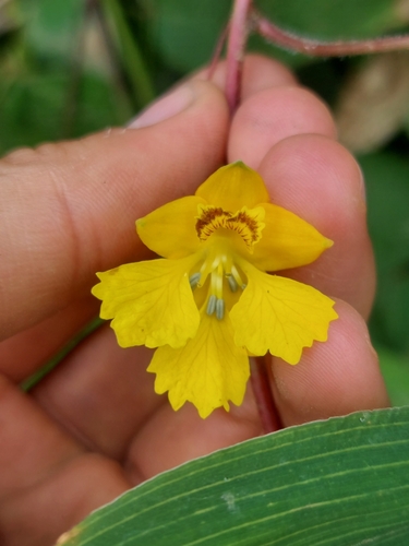 Tropaeolum pendulum, photograph 2