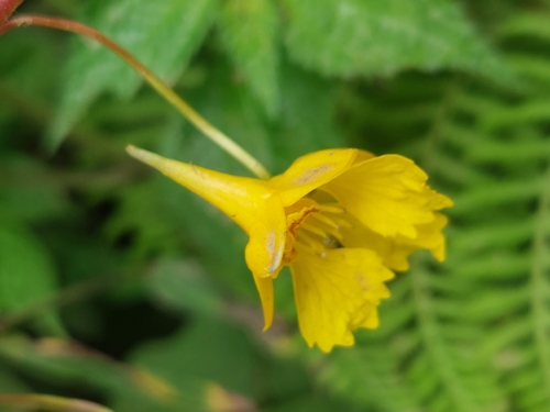Tropaeolum pendulum, photograph 3