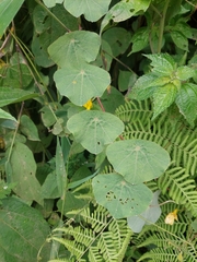 Tropaeolum pendulum, photograph Daniel Mesa, CC BY, iNaturalist via GBIF