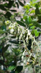 Comarostaphylis