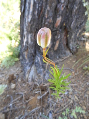 Lilium pumilum