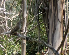 Phaps elegans