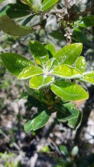 Comarostaphylis