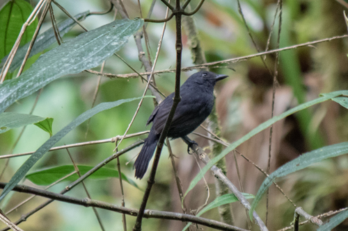 Batará Unicolor (Aves del Municipio de Charalá) · NaturaLista Colombia