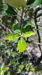 Comarostaphylis