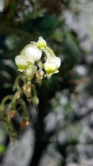 Comarostaphylis