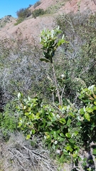 Comarostaphylis