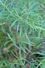 Veronica stenophylla stenophylla
