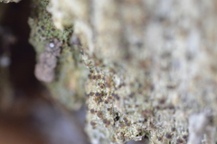 Bilimbia sabuletorum