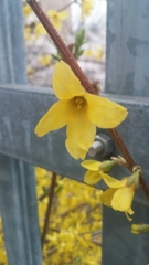 Forsythia ovata