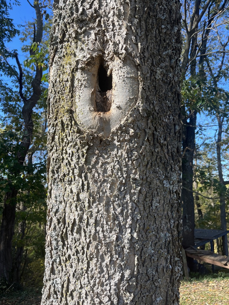 common hackberry from Morris Dr, Richmond, KY, US on October 22, 2023 ...