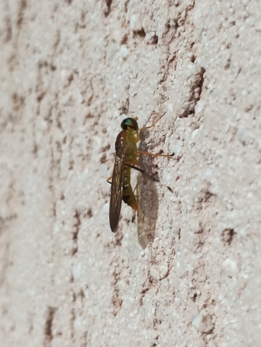 Ptecticus cyanifrons