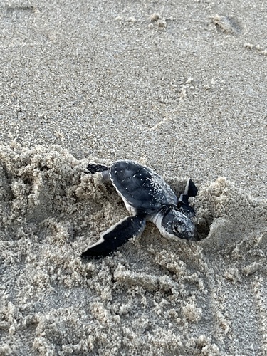 Green Sea Turtle photographed in North Carolina
