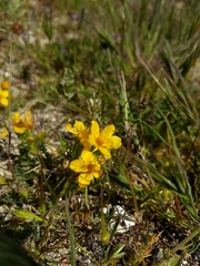 Mentzelia affinis