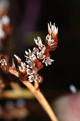 Limonium tetragonum