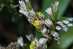 Limonium tetragonum