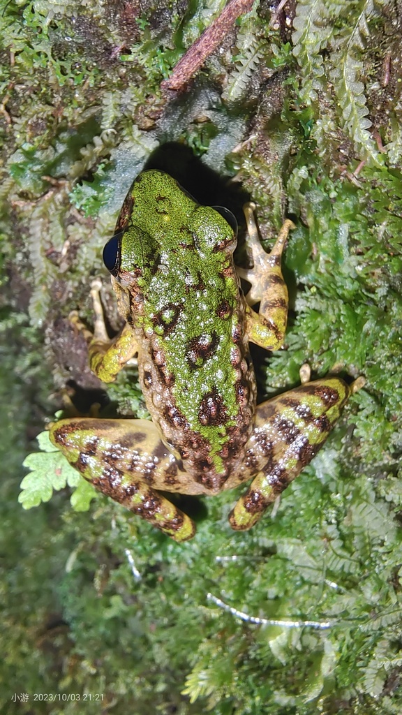 Tiannan Odorous Frog