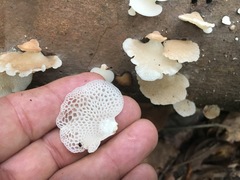 Favolaschia pustulosa