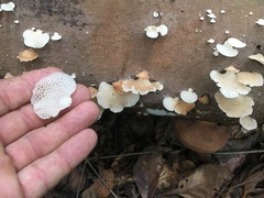 Favolaschia pustulosa
