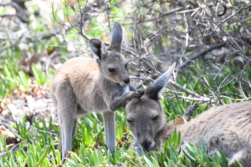 Canguro gris occidental (Macropus fuliginosus)