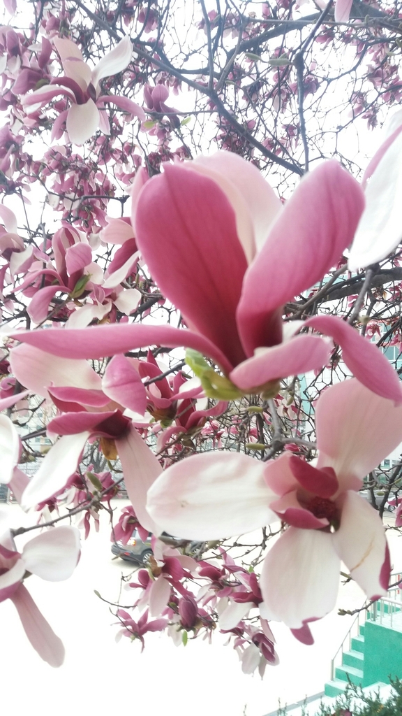 Magnolia liliflora · NaturaLista Colombia