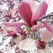 Magnolia liliflora - Photo (c) the_tigers,  זכויות יוצרים חלקיות (CC BY-NC), הועלה על ידי the_tigers