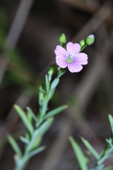 Linum stelleroides