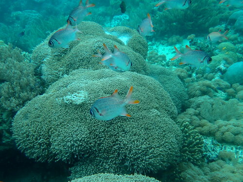 Violet Soldierfish — seen at this dive site