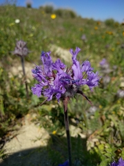 Salvia carduacea