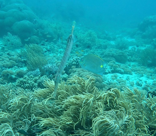 Pacific Trumpetfish — seen at this dive site