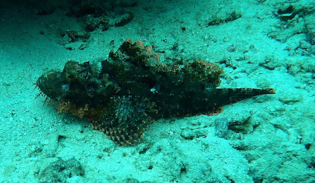 Smallscale Scorpionfish