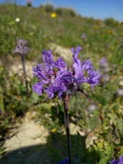 Salvia carduacea